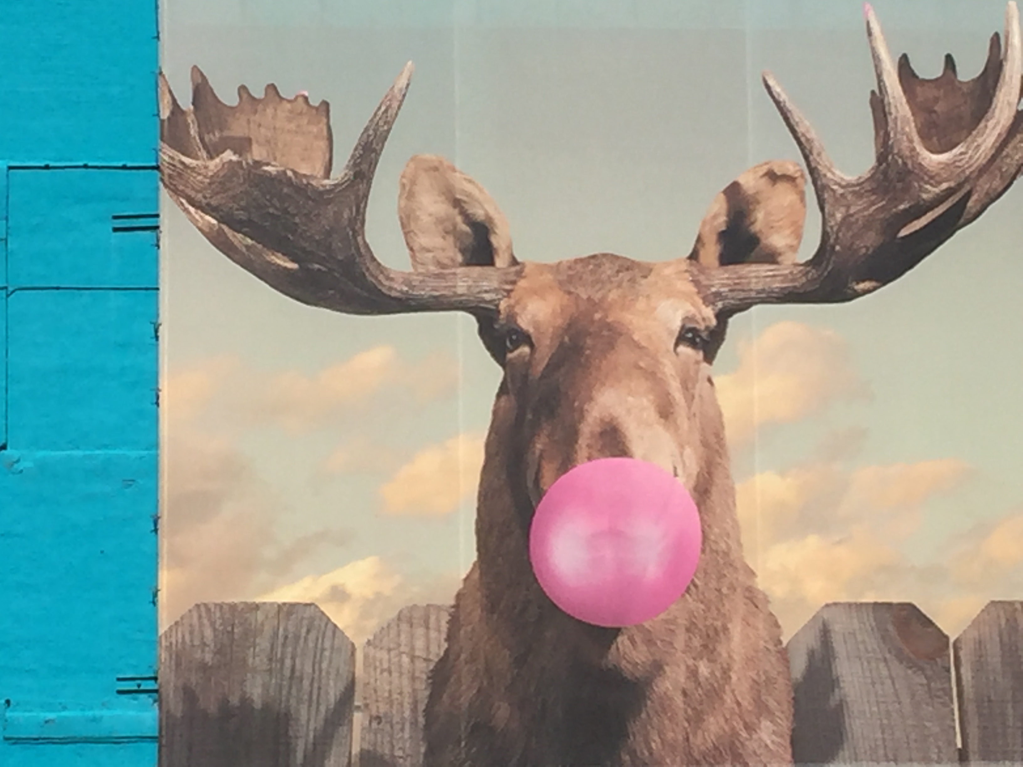 mural of Moose with Bubblegum
